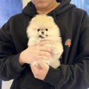 아이러브독 서초점 | 대구애견분양후기 봄날의 햇살 아이러브독대구점