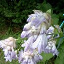 언덕위의 집 이미지