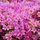 엘도라도 펜션 이미지