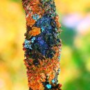 숲속풍경 이미지