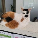 관악동물종합병원 이미지