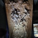 우석헌자연사박물관 이미지