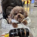 강남애견백화점 네이버블로그