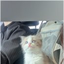 압구정동물의료센터 네이버블로그
