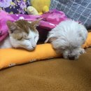 유로당 | [남악 유로당] 내돈내산 무방부제 애견수제간식