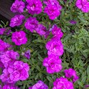 밀가마국시집 이미지