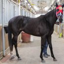 라온 영 이미지