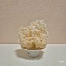 만나웰빙 | [바이오글루칸 황금 꽃송이버섯 생 1kg] : 유기농 산직송으로 만나본 솔직 후기