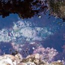 바다랑해초랑 이미지