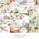 핑크젤리 이미지