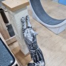 고양이호텔코자냥 이미지