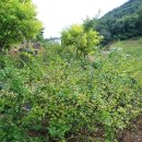 미선향테마파크 이미지