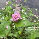 고마리 야생화를 찾아서(589) 이미지