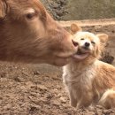 신기축사 이미지