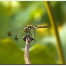 고추잠자리 이미지