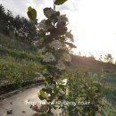 수림꽃농원 이미지