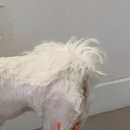 백슬동물병원 이미지