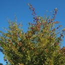 The 건강나무 이미지