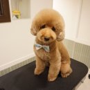 도그라움 이미지