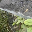 안터사슴농장 이미지