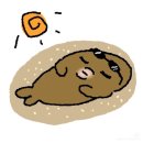 하와이 신혼여행 7박 9일 총정리 ③ (빅아일랜드 힐로, 호놀롤루 기념품 등)