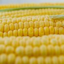 쌀 베이킹 및 홈 베이킹 이미지