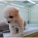 대구강아지분양 마마스미독 본점 이미지