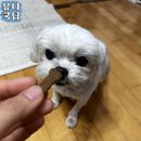 금산홍삼집 | 강아지가 건강해지는 영양제추천, 금산이가 홍삼, 반려견 영양제