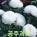 공주과일