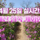 2024년 황매산 철쭉 실시간 개화현황, 4월 25일 이미지