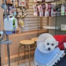 조규만외과동물병원 이미지