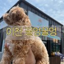 꿀멍꿀멍 네이버블로그
