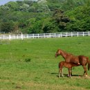 원당목장 이미지