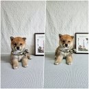 왕초켄넬 이미지