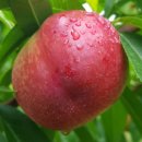 장고농장 이미지