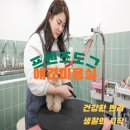 도그 프렌즈 이미지