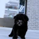 (주)요미스토리(요미독 강아지분양 요미캣 고양이분양 목동점) | 광진강아지분양 고민 끝 행복시작 요미독에서 인생 반려견 만났어요