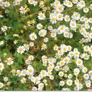 란두리 덕동마을 이미지