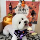 코코바리 이미지