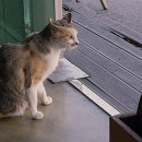 고양이집사 이미지