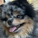 빛으로병원 | [송파구 동물병원] 24시 리베동물메디컬센터 :: 응급...한 줄기 빛! 위 팽창&amp;내시경 입원 퇴원 후기 🏥🐶