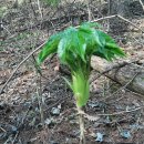 일요농장 이미지