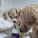 로이메디 이미지