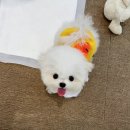 소문켄넬 이미지