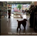 삐삐펫살롱 이미지