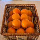 김해시농업기술센터 | [김해/진영] 단감 품종 전시관 | 70여 종 단감 품종 총정리