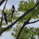 미스터트롯3 공식 카페에 응원글 남겼어요! 이미지