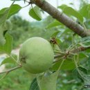 외갓집펜션 이미지