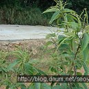 인영농장 이미지