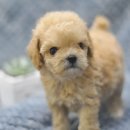 아이러브펫동물병원 이미지